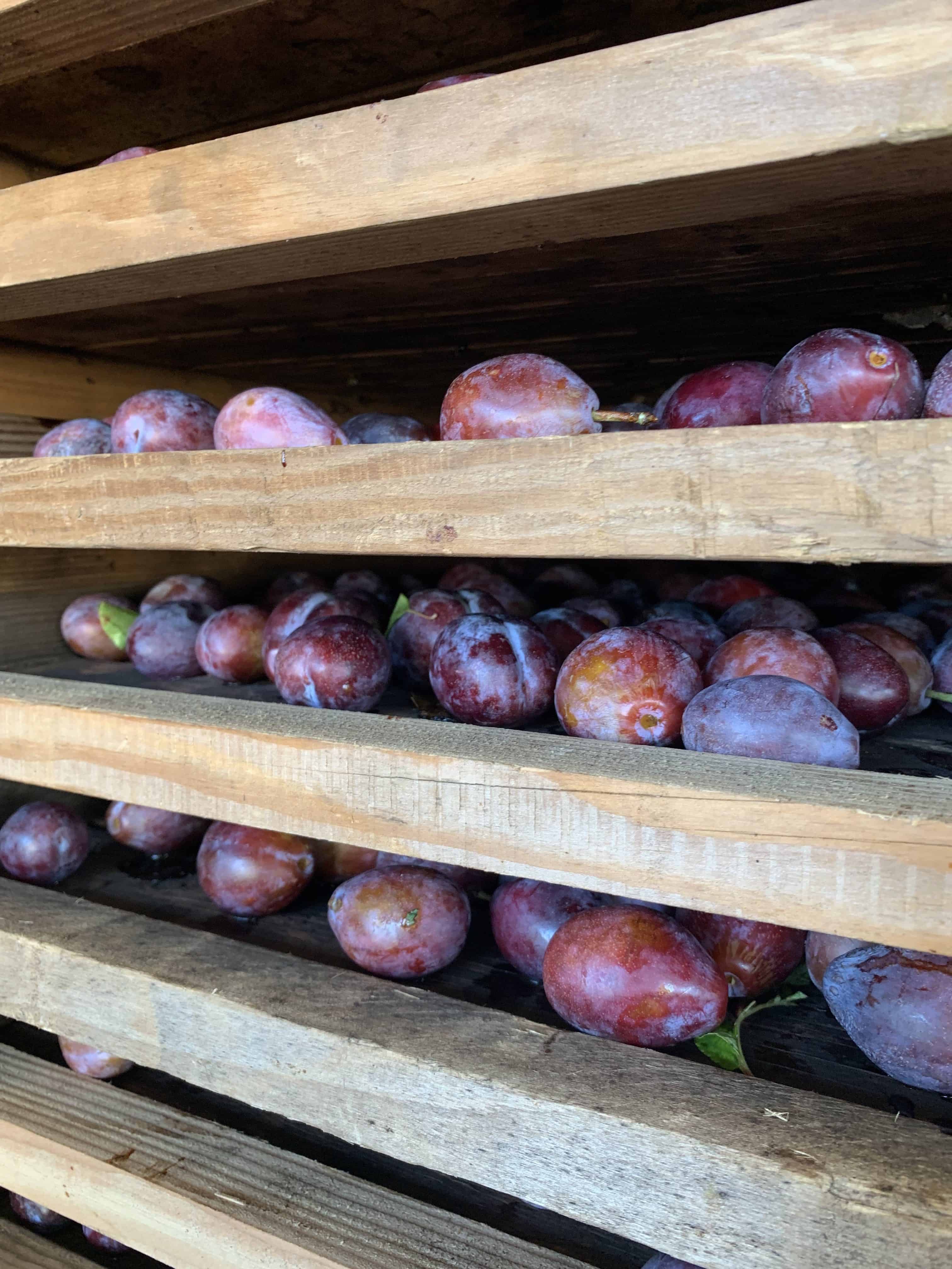 Prunes stacked and ready for the dryer